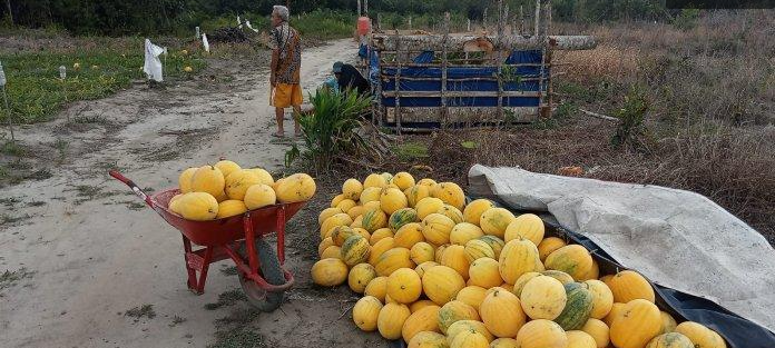 Petani Desa Kelubi Belitung Timur Panen Ribuan Kilogram Semangka Kuning